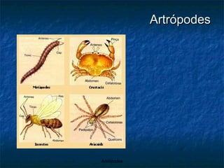 Artrópodes 