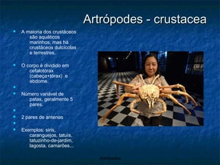 Artrópodes - crustacea A maioria dos crustáceos são aquáticos marinhos, mas há crustáceos dulcícolas e terrestres. O corpo é dividido em cefalotórax (cabeça+tórax)  e abdome. Número variável de patas, geralmente 5 pares. 2 pares de antenas Exemplos: siris, caranguejos, tatuís, tatuzinho-de-jardim, lagosta, camarões... 