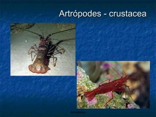 Artrópodes - crustacea 