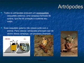 Artrópodes Todos os artrópodes possuem um  exoesqueleto  (esqueleto externo), uma carapaça formada de quitina, que lhe dá proteção e sustenta seu corpo. Esse esqueleto externo não cresce junto com o animal. Para crescer, artrópodes precisam sair de dentro dessa carapaça, um processo chamado de  muda ou ecdise . 