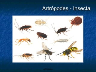 Artrópodes - Insecta 