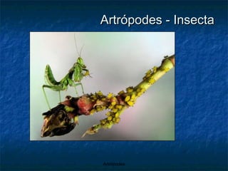 Artrópodes - Insecta 