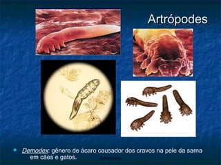 Artrópodes Demodex : gênero de ácaro causador dos cravos na pele da sarna em cães e gatos. 