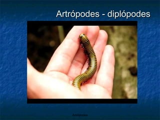 Artrópodes - diplópodes 