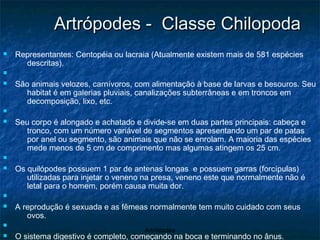 Artrópodes -  Classe Chilopoda Representantes: Centopéia ou lacraia (Atualmente existem mais de 581 espécies descritas). São animais velozes, carnívoros, com alimentação à base de larvas e besouros. Seu habitat é em galerias pluviais, canalizações subterrâneas e em troncos em decomposição, lixo, etc. Seu corpo é alongado e achatado e divide-se em duas partes principais: cabeça e tronco, com um número variável de segmentos apresentando um par de patas por anel ou segmento, são animais que não se enrolam. A maioria das espécies mede menos de 5 cm de comprimento mas algumas atingem os 25 cm.  Os quilópodes possuem 1 par de antenas longas  e possuem garras (forcípulas) utilizadas para injetar o veneno na presa, veneno este que normalmente não é letal para o homem, porém causa muita dor.  A reprodução é sexuada e as fêmeas normalmente tem muito cuidado com seus ovos.  O sistema digestivo é completo, começando na boca e terminando no ânus.  cerca de 7 pares de patas, que irão aumentar em cada muda do exosqueleto.                                                                                                                                                                                                                                                                                                                                                                                                                                                                                                               Centopeia gigante protegendo e incubando os seus ovos Centopeia gigante cuidando dos seus recém-nascidos 
