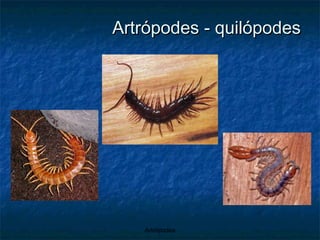 Artrópodes - quilópodes 
