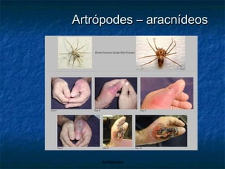 Artrópodes – aracnídeos  