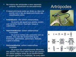 Artrópodes Na maioria dos artrópodes o sexo separado, portanto, reproduzem-se sexuadamente.  O desenvolvimento pode ser direto ou não e de acordo com o tipo de desenvolvimento são classificados como: Ametábolos : não sofrem metamorfose. Os jovens são iguais aos adultos, porém, com tamanho menor. Exemplo: traças e colêmbolos. Hemimetábolos : sofrem metamorfose incompleta. Os jovens (ninfas) são parecidos com os adultos, mas não são exatamente iguais. Exemplos: gafanhotos, percevejos, libélulas, cupins e baratas. Holometábolos : sofrem metamorfose completa. Os jovens são completamente diferentes dos adultos. Dos ovos saem larvas que passam por vários estágios antes de se transformarem em pupas (casulos ou crisálidas), de onde saem os adultos. Exemplos: borboletas, mosquitos, besouros...  
