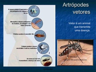 Artrópodes  vetores Vetor é um animal que transmite uma doença. 