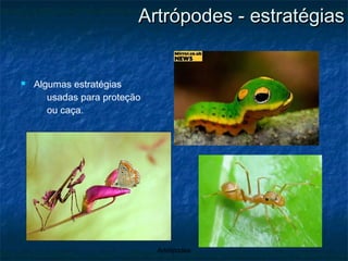 Artrópodes - estratégias Algumas estratégias usadas para proteção ou caça. 