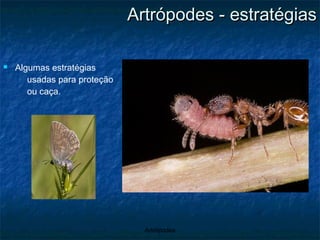 Artrópodes - estratégias Algumas estratégias usadas para proteção ou caça. 