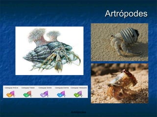 Artrópodes 