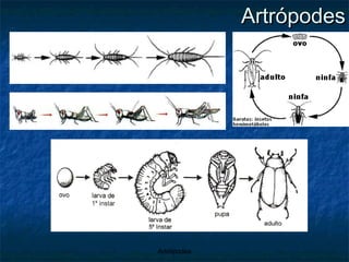 Artrópodes 