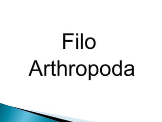 Filo 
Arthropoda 
 