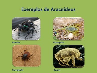 Exemplos de Aracnídeos
Aranha
Carrapato Ácaro
Escorpião
 