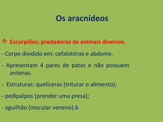 Os aracnídeos
 Escorpiões: predadores de animais diversos.
- Corpo dividido em: cefalotórax e abdome.
- Apresentam 4 pares de patas e não possuem
antenas.
- Estruturas: quelíceras (triturar o alimento);
- pedipalpos (prender uma presa);
- aguilhão (inocular veneno).6
 