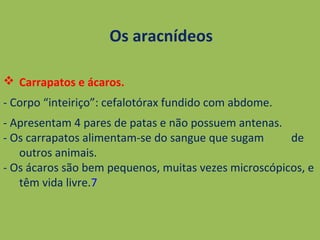 Os aracnídeos
 Carrapatos e ácaros.
- Corpo “inteiriço”: cefalotórax fundido com abdome.
- Apresentam 4 pares de patas e não possuem antenas.
- Os carrapatos alimentam-se do sangue que sugam de
outros animais.
- Os ácaros são bem pequenos, muitas vezes microscópicos, e
têm vida livre.7
 