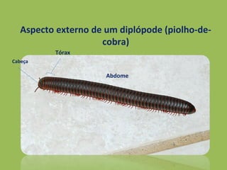 Aspecto externo de um diplópode (piolho-de-
cobra)
Cabeça
Tórax
Abdome
 