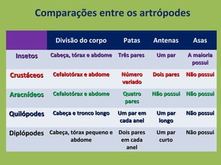 Divisão do corpo Patas Antenas Asas
InsetosInsetos Cabeça, tórax e abdomeCabeça, tórax e abdome Três paresTrês pares Um parUm par A maioriaA maioria
possuipossui
CrustáceosCrustáceos Cefalotórax e abdomeCefalotórax e abdome NúmeroNúmero
variadovariado
Dois paresDois pares Não possuiNão possui
AracnídeosAracnídeos Cefalotórax e abdomeCefalotórax e abdome QuatroQuatro
parespares
Não possuiNão possui Não possuiNão possui
QuilópodesQuilópodes Cabeça e tronco longoCabeça e tronco longo Um par emUm par em
cada anelcada anel
Um parUm par
longolongo
Não possuiNão possui
DiplópodesDiplópodes Cabeça, tórax pequeno eCabeça, tórax pequeno e
abdomeabdome
Dois paresDois pares
em cadaem cada
anelanel
Um parUm par
curtocurto
Não possuiNão possui
Comparações entre os artrópodes
 