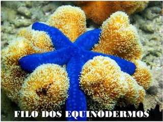 FILO DOS EQUINODERMOS
 