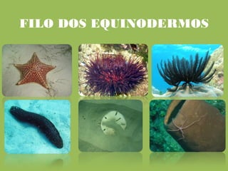 FILO DOS EQUINODERMOS
 