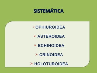 SISTEMÁTICASISTEMÁTICA
 OPHIUROIDEA
 ASTEROIDEA
 ECHINOIDEA
 CRINOIDEA
 HOLOTUROIDEA
 