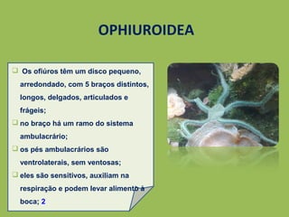 OPHIUROIDEA
 Os ofiúros têm um disco pequeno,
arredondado, com 5 braços distintos,
longos, delgados, articulados e
frágeis;
 no braço há um ramo do sistema
ambulacrário;
 os pés ambulacrários são
ventrolaterais, sem ventosas;
 eles são sensitivos, auxiliam na
respiração e podem levar alimento à
boca; 2
 