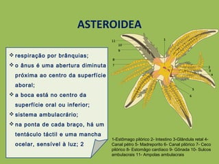 ASTEROIDEA
 respiração por brânquias;
 o ânus é uma abertura diminuta
próxima ao centro da superfície
aboral;
 a boca está no centro da
superfície oral ou inferior;
 sistema ambulacrário;
 na ponta de cada braço, há um
tentáculo táctil e uma mancha
ocelar, sensível à luz; 2
1-Estômago pilórico 2- Intestino 3-Glândula retal 4-
Canal pétro 5- Madreporito 6- Canal pilórico 7- Ceco
pilórico 8- Estomâgo cardíaco 9- Gônada 10- Sulcos
ambulacrais 11- Ampolas ambulacrais
 