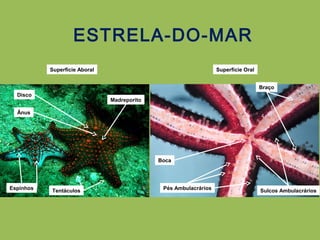 ESTRELA-DO-MAR
Superfície Aboral
Ânus
Espinhos Tentáculos
Madreporito
Disco
Superfície Oral
Boca
Pés Ambulacrários Sulcos Ambulacrários
Braço
 
