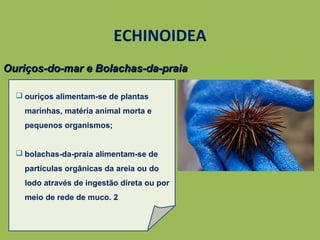  ouriços alimentam-se de plantas
marinhas, matéria animal morta e
pequenos organismos;
 bolachas-da-praia alimentam-se de
partículas orgânicas da areia ou do
lodo através de ingestão direta ou por
meio de rede de muco. 2
ECHINOIDEA
Ouriços-do-mar e Bolachas-da-praiaOuriços-do-mar e Bolachas-da-praia
 