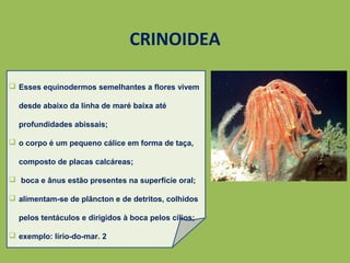 CRINOIDEA
 Esses equinodermos semelhantes a flores vivem
desde abaixo da linha de maré baixa até
profundidades abissais;
 o corpo é um pequeno cálice em forma de taça,
composto de placas calcáreas;
 boca e ânus estão presentes na superfície oral;
 alimentam-se de plâncton e de detritos, colhidos
pelos tentáculos e dirigidos à boca pelos cílios;
 exemplo: lírio-do-mar. 2
 