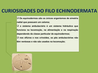 CURIOSIDADES DO FILO ECHINODERMATA
 Os equinodermos são os únicos organismos de simetria
radial que possuem um celoma;
 o sistema ambulacrário é um sistema hidráulico que
funciona na locomoção, na alimentação e na respiração
dependendo da classe particular de equinodermos;
 nos ofiúros e nos crinoides, os pés ambulacrários não
têm ventosas e não são usados na locomoção;
 