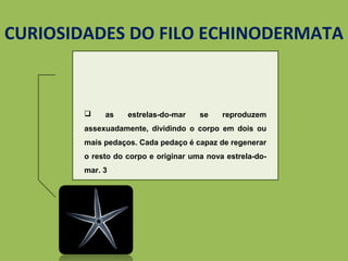  as estrelas-do-mar se reproduzem
assexuadamente, dividindo o corpo em dois ou
mais pedaços. Cada pedaço é capaz de regenerar
o resto do corpo e originar uma nova estrela-do-
mar. 3
CURIOSIDADES DO FILO ECHINODERMATA
 