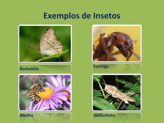 Exemplos de Insetos
Borboleta
Abelha Gafanhoto
Formiga
 