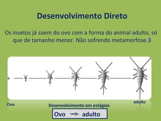 Desenvolvimento Direto
Os insetos já saem do ovo com a forma do animal adulto, só
que de tamanho menor. Não sofrendo metamorfose.3
Ovo
adulto
Ovo adulto
Desenvolvimento em estágios
 