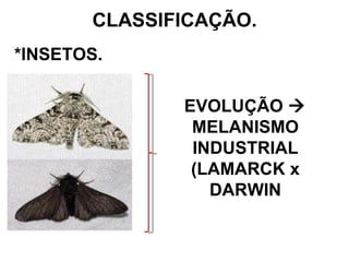 CLASSIFICAÇÃO. *INSETOS. EVOLUÇÃO    MELANISMO INDUSTRIAL (LAMARCK x DARWIN 