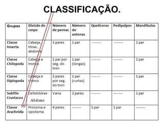 CLASSIFICAÇÃO. 