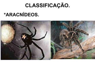 CLASSIFICAÇÃO. *ARACNÍDEOS. 
