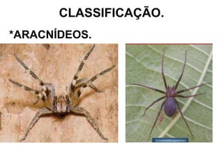 CLASSIFICAÇÃO. *ARACNÍDEOS. 