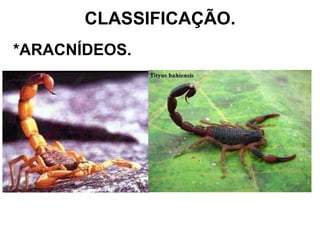 CLASSIFICAÇÃO. *ARACNÍDEOS. 