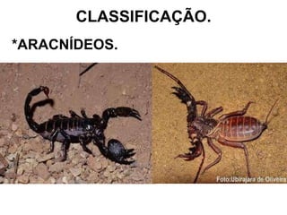 CLASSIFICAÇÃO. *ARACNÍDEOS. 