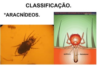CLASSIFICAÇÃO. *ARACNÍDEOS. 