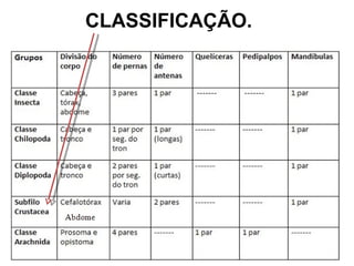 CLASSIFICAÇÃO. 