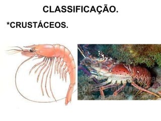 CLASSIFICAÇÃO. *CRUSTÁCEOS. 