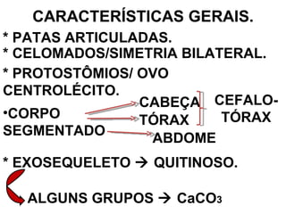 CARACTERÍSTICAS GERAIS. * PATAS ARTICULADAS. * CELOMADOS/SIMETRIA BILATERAL. * PROTOSTÔMIOS/ OVO CENTROLÉCITO. CORPO  SEGMENTADO * EXOSEQUELETO    QUITINOSO. CABEÇA TÓRAX ABDOME CEFALO- TÓRAX ALGUNS GRUPOS    CaCO 3 