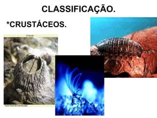 CLASSIFICAÇÃO. *CRUSTÁCEOS. 