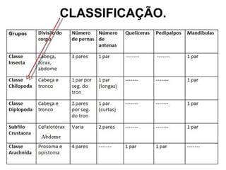 CLASSIFICAÇÃO. 