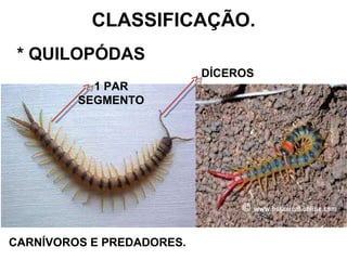 CLASSIFICAÇÃO. * QUILOPÓDAS 1 PAR SEGMENTO CARNÍVOROS E PREDADORES. DÍCEROS 