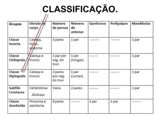 CLASSIFICAÇÃO. 