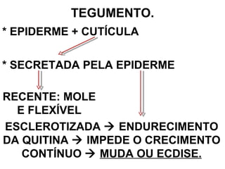 TEGUMENTO. * EPIDERME + CUTÍCULA * SECRETADA PELA EPIDERME ESCLEROTIZADA    ENDURECIMENTO DA QUITINA    IMPEDE O CRECIMENTO CONTÍNUO     MUDA OU ECDISE. RECENTE: MOLE E FLEXÍVEL 